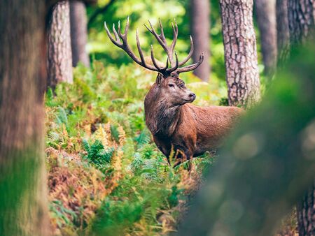 Vildtaften på Hotel Hjallerup Kro